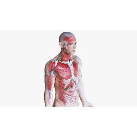 3D Full Male Anatomy Simplified